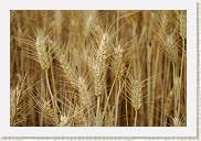 2005-07-03 19-06-17 Juillet 105,0mm 1_500_eme F4,5 * 3008 x 2000 * (2.78MB)